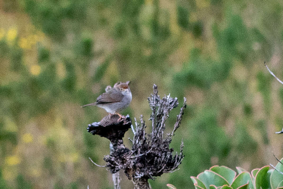 Imagem de Cisticola fulvicapilla silberbauer (Roberts 1919)