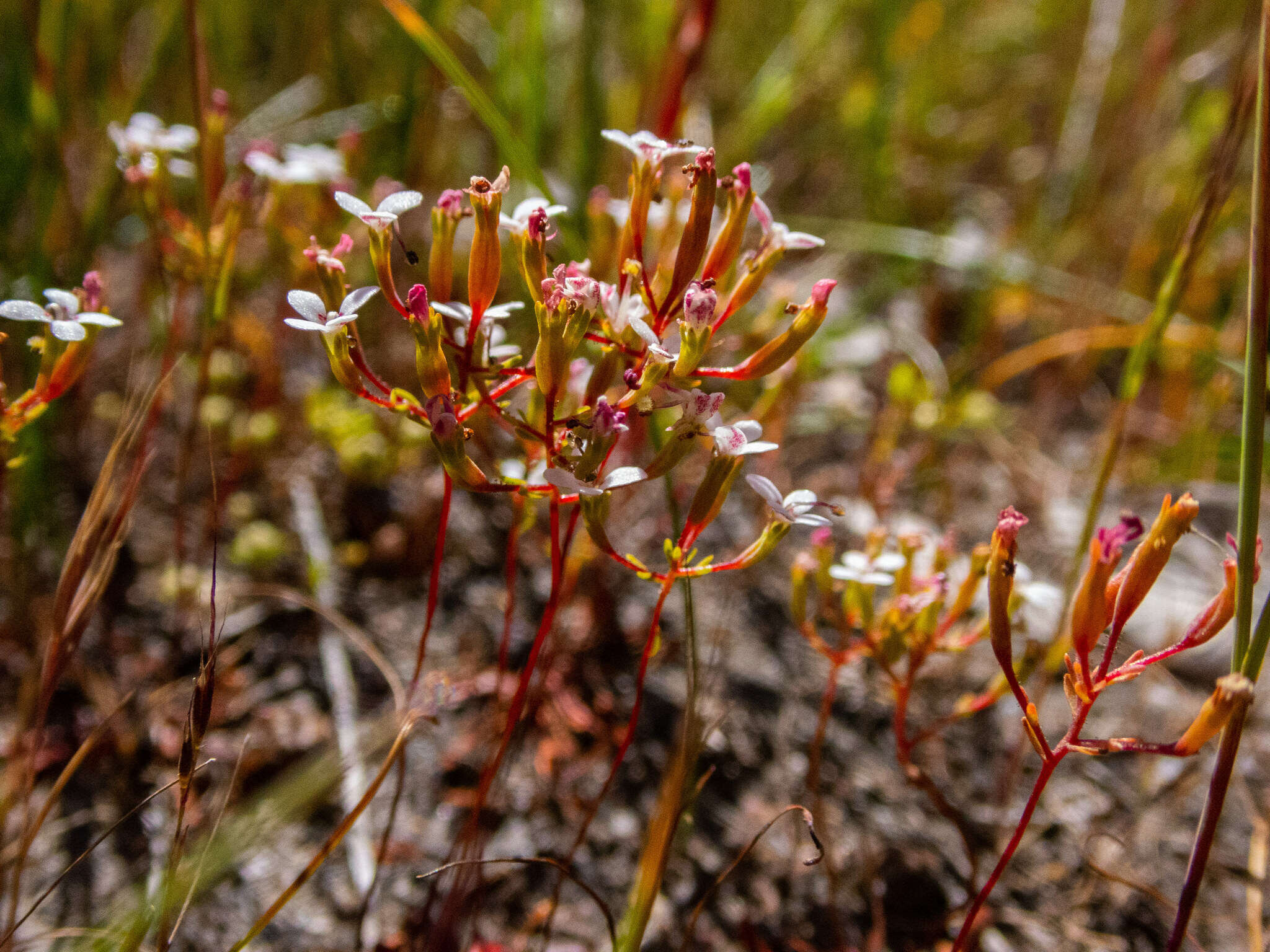 Image of Stylidium pulchellum Sond.