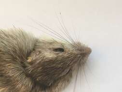 Image of San Diego pocket mouse