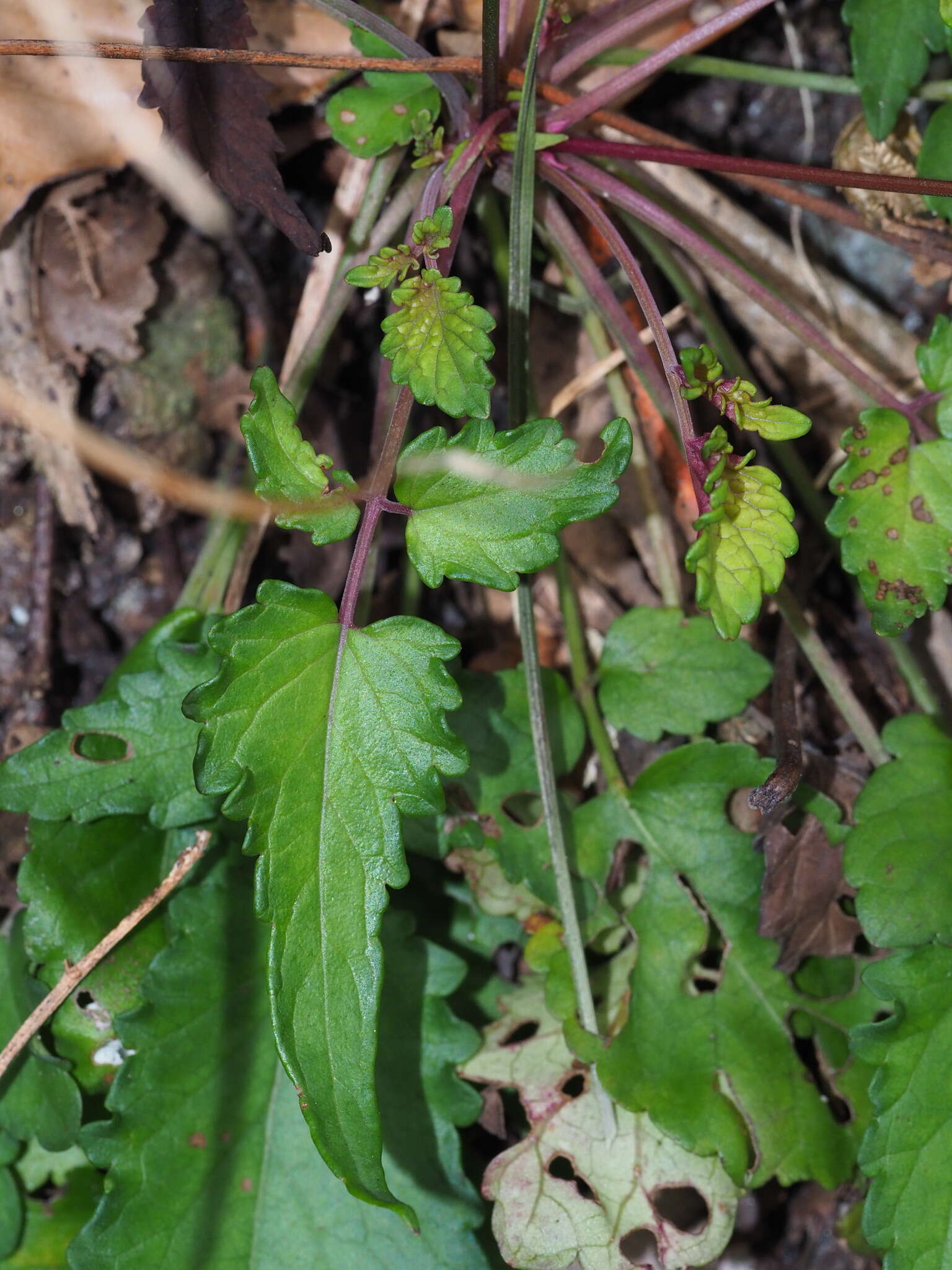 Image of Salvia hayatae var. pinnata (Hayata) C. Y. Wu