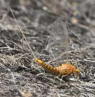 صورة Acentrella turbida (McDunnough 1924)