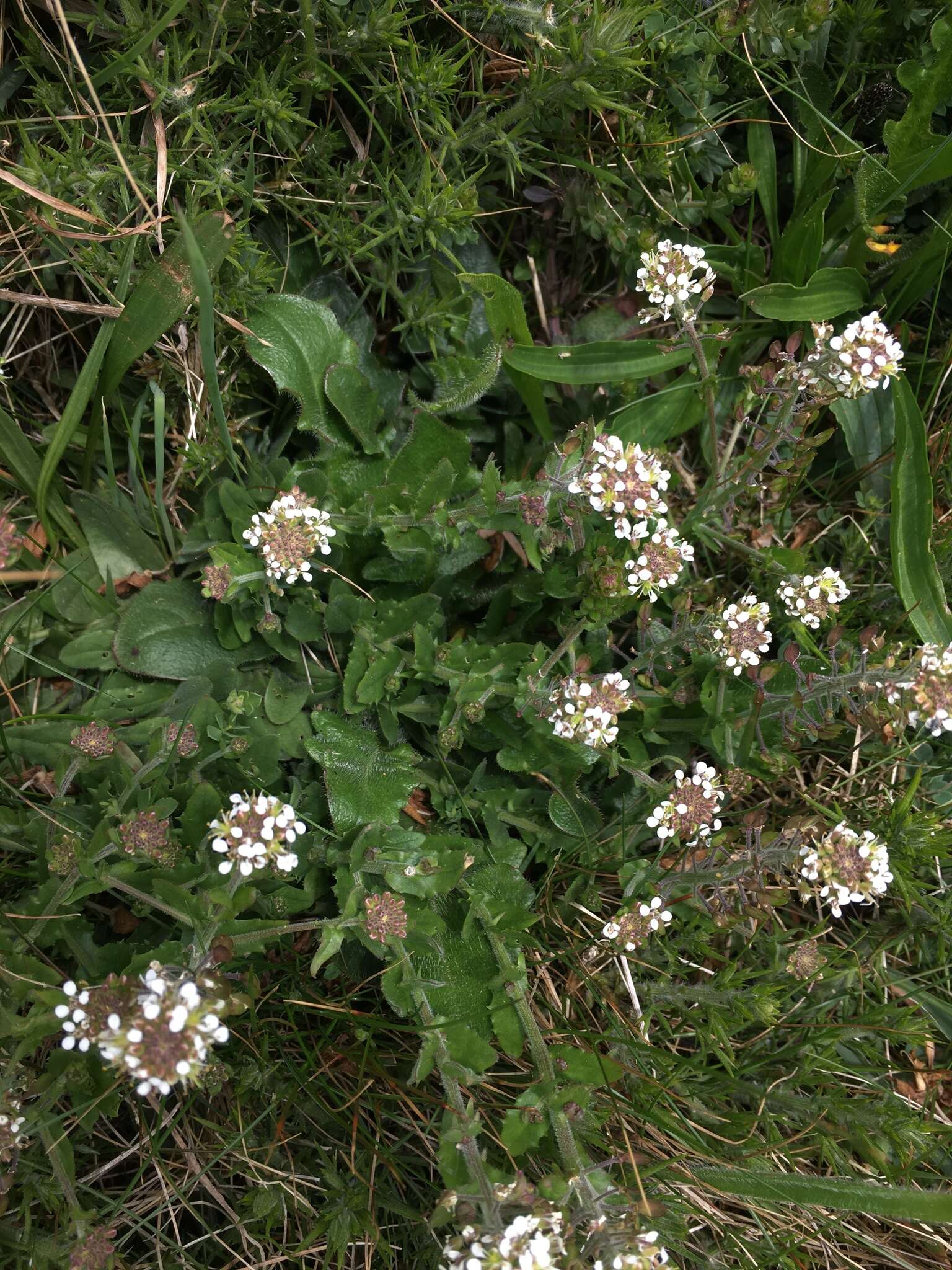 Image of Smith's Pepperwort