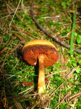 Image of Chalciporus piperatus (Bull.) Bataille 1908