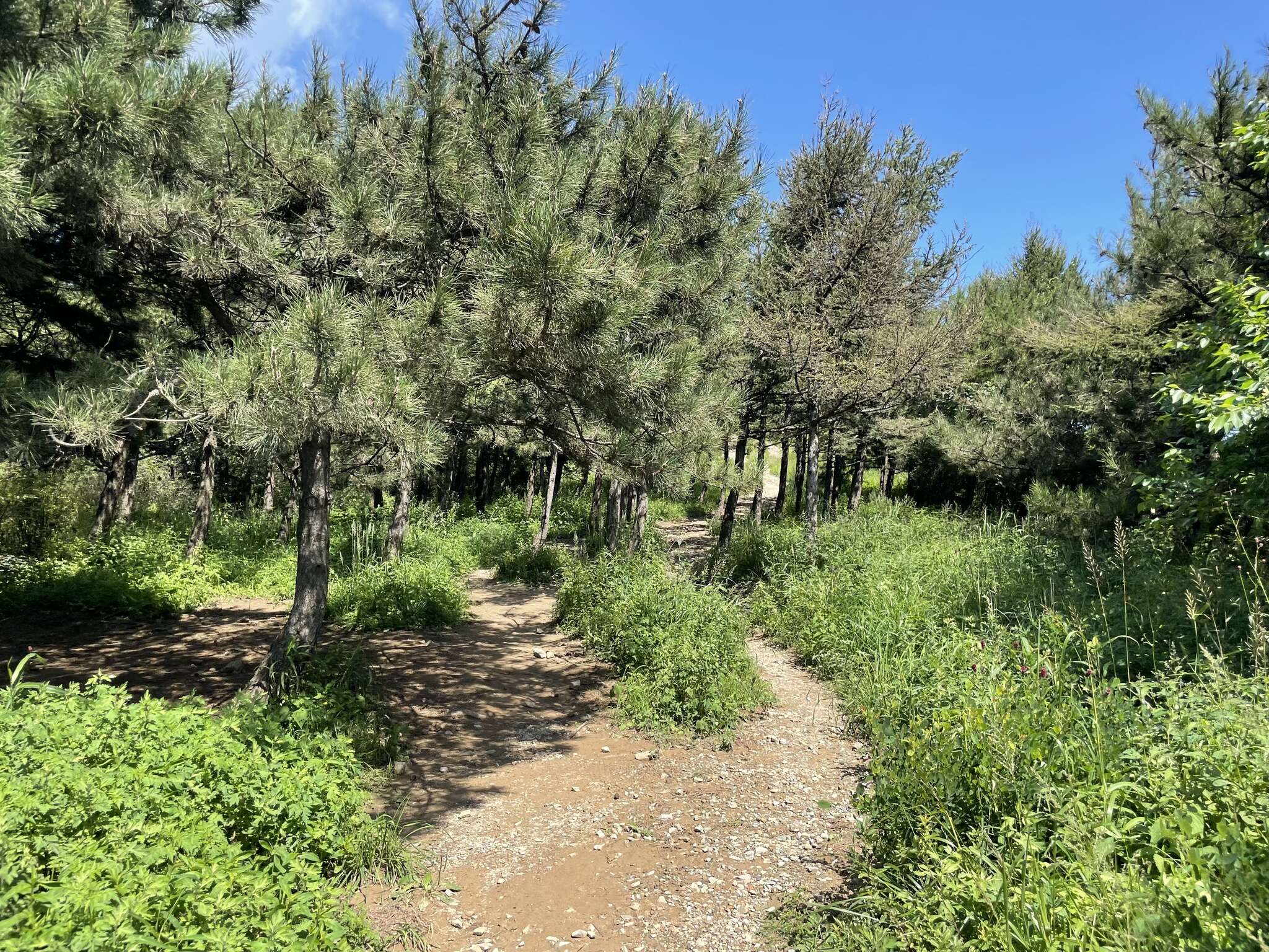 Imagem de Pinus tabuliformis Carrière