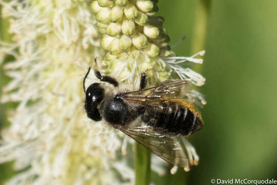 Imagem de Megachile inermis Provancher 1888