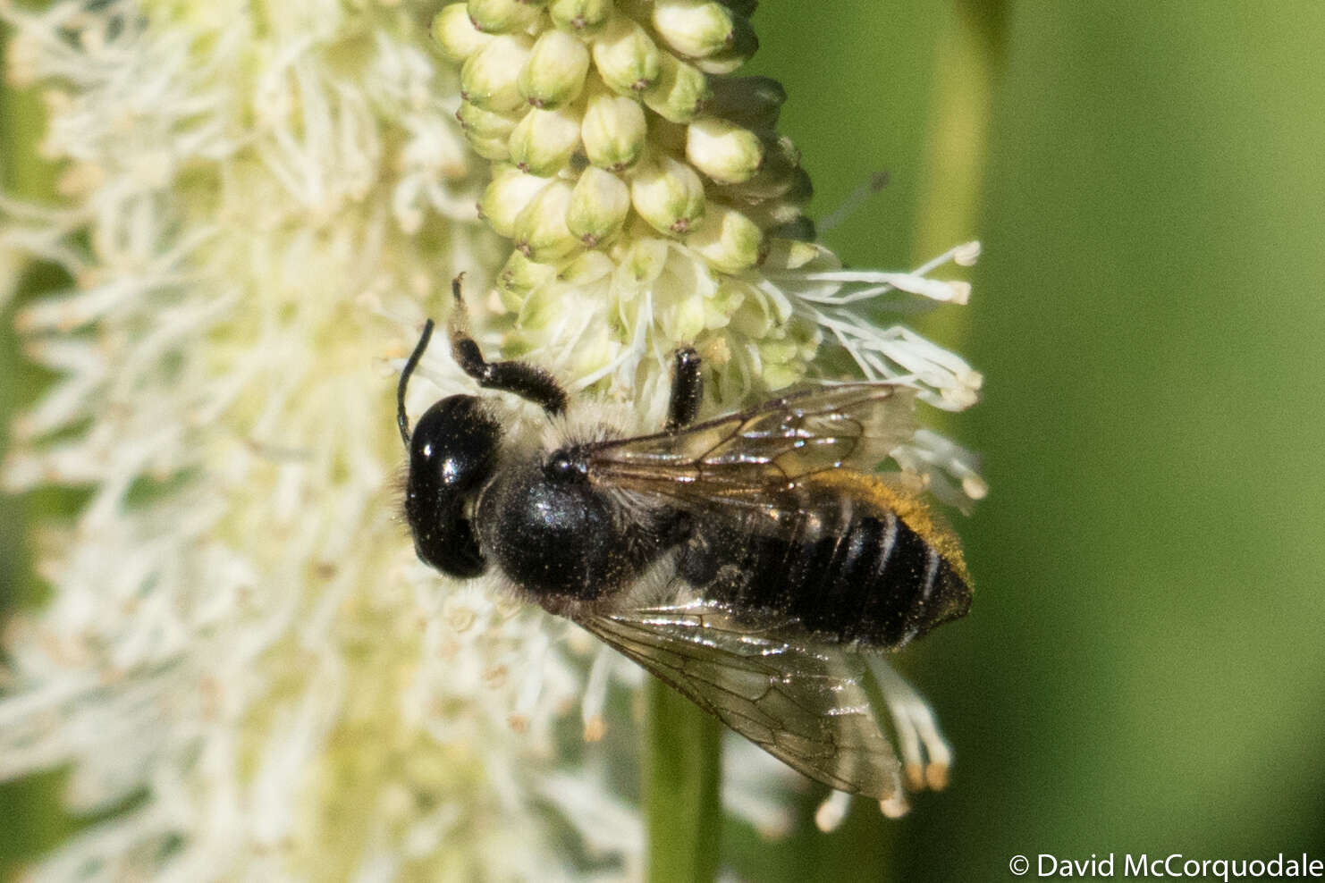 Image of Unarmed Leaf-cutter Bee