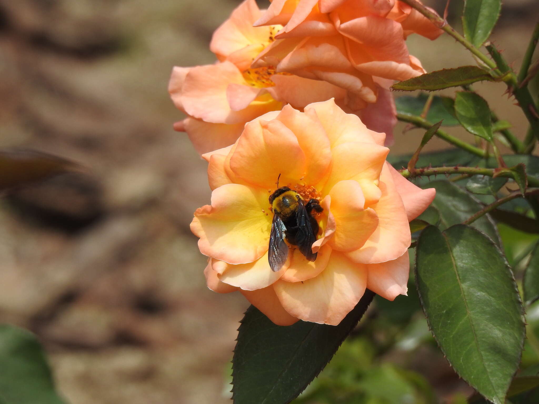 Imagem de Xylocopa appendiculata Smith 1852