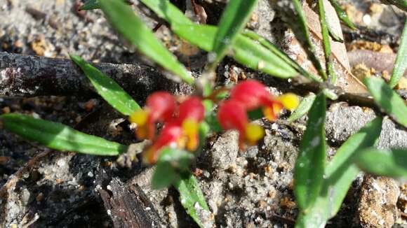 Image of Grevillea fasciculata R. Br.