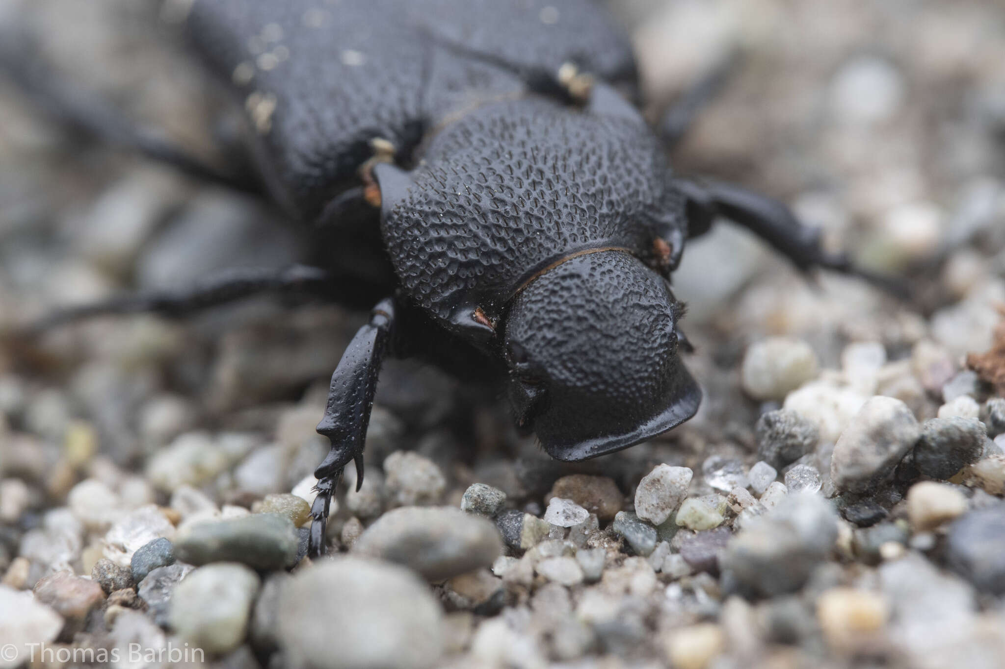 Image de Cremastocheilus (Macropodina) crinitus Le Conte 1874