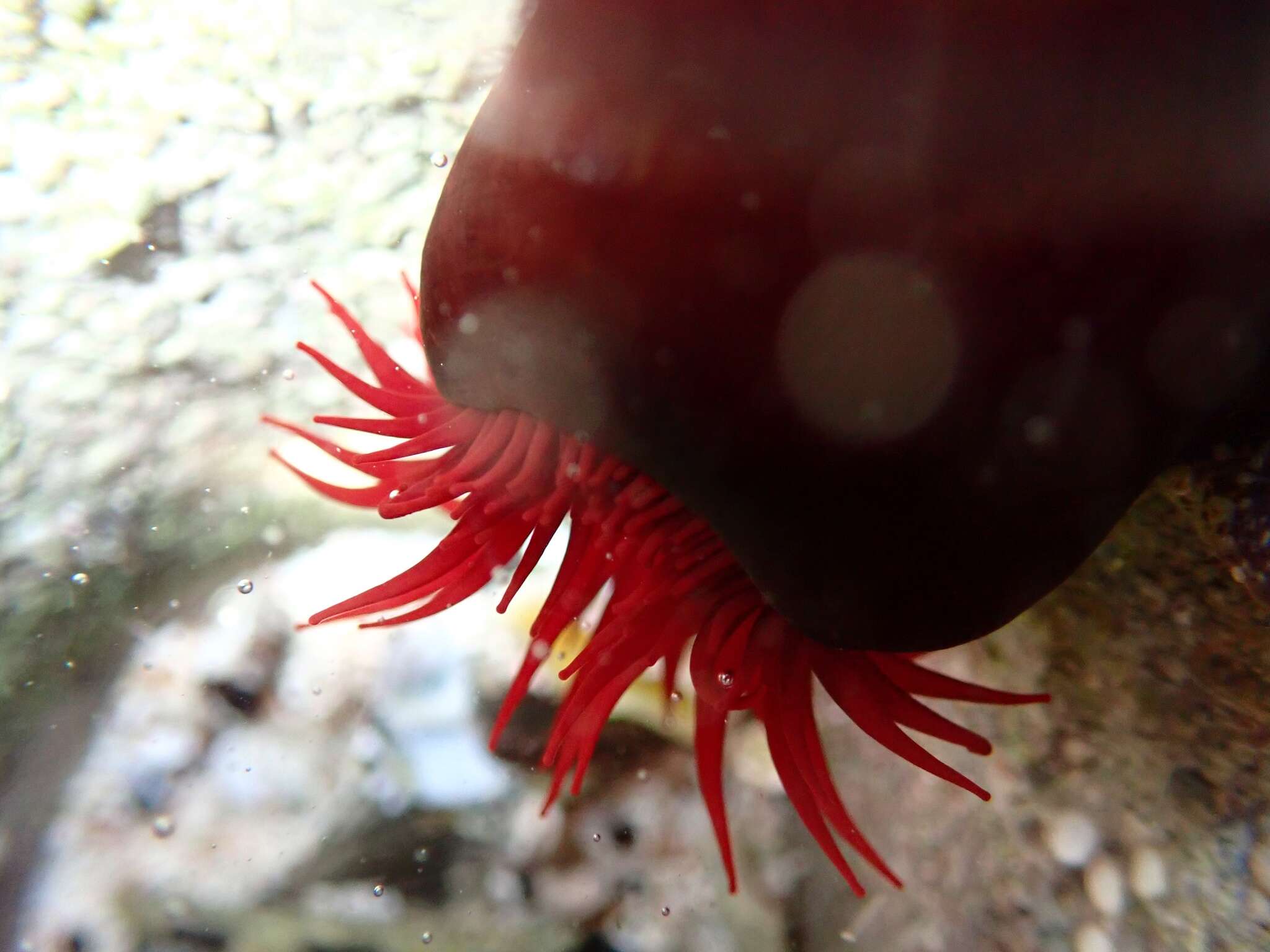 Image of maroon anemone