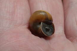 Image of Kentish gardensnail