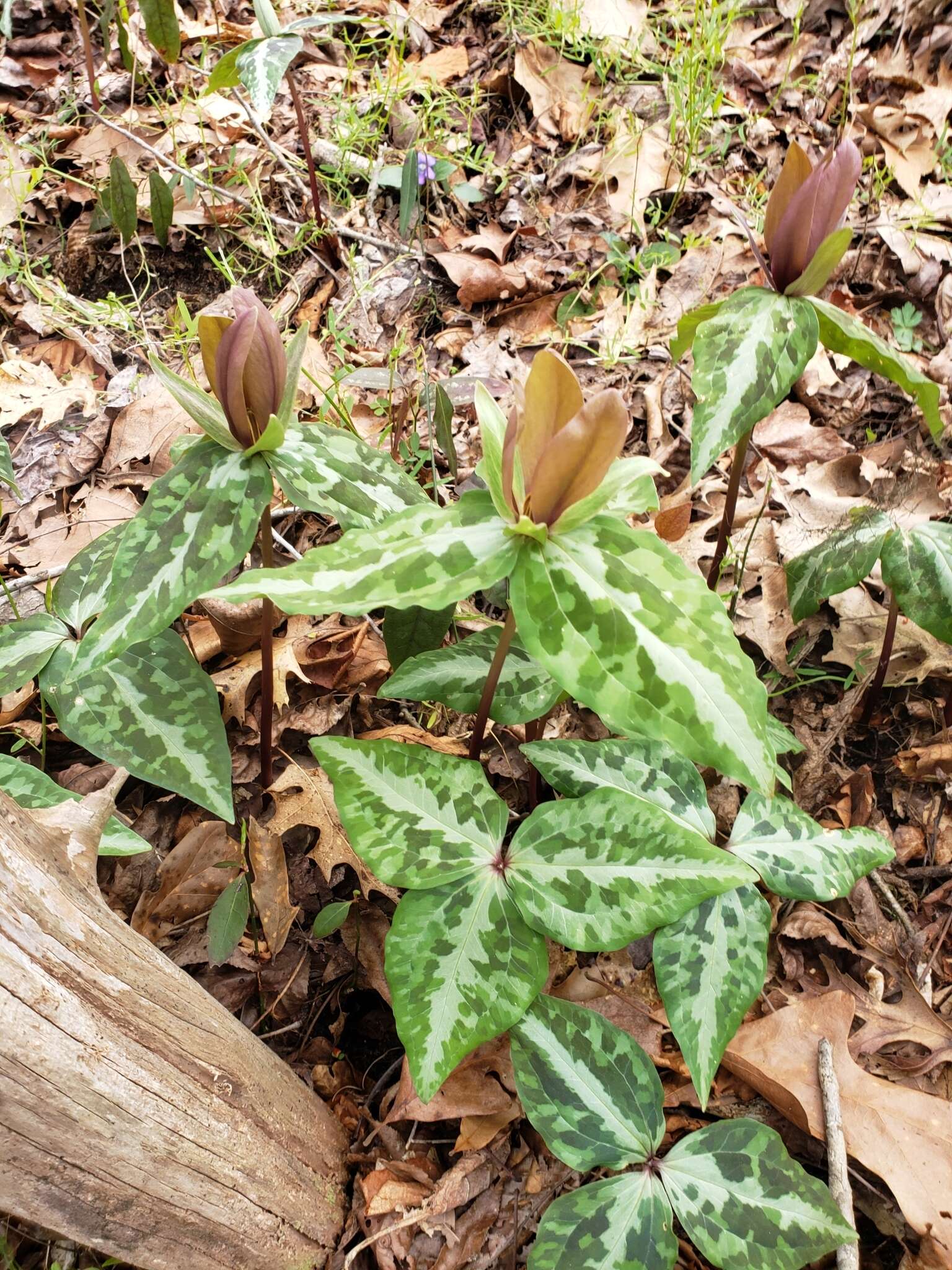 Image de Trillium decipiens J. D. Freeman