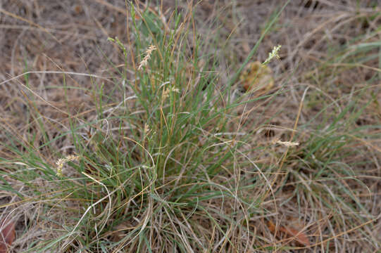 Image of curly-mesquite