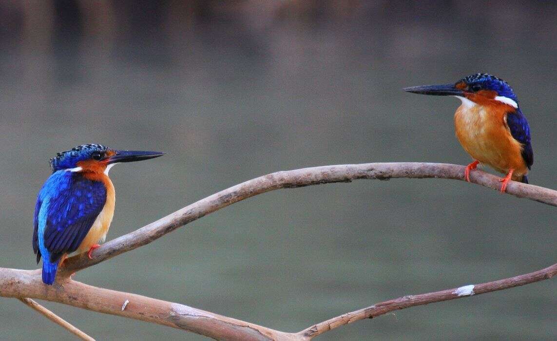 Sivun madagaskarinkalastaja kuva