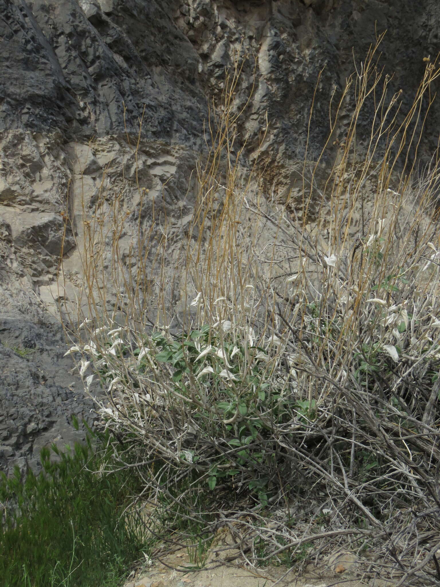 صورة Bahiopsis reticulata (S. Wats.) E. E. Schilling & Panero