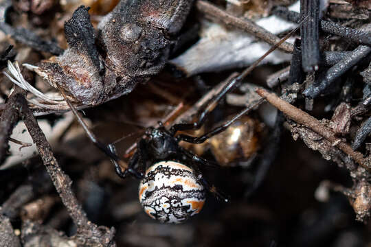 Latrodectus indistinctus O. Pickard-Cambridge 1904的圖片