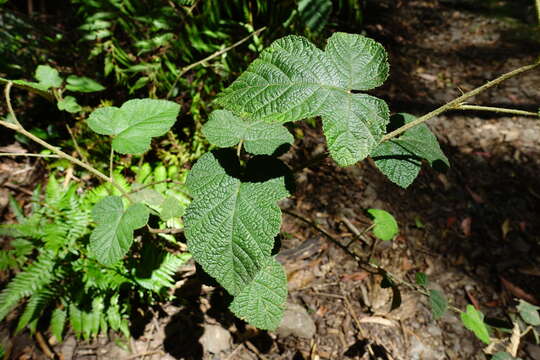 صورة Rubus moluccanus var. trilobus A. R. Bean