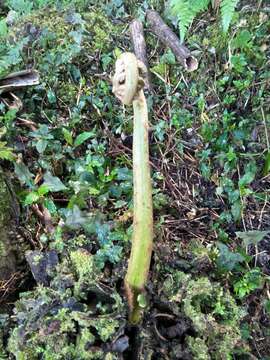 Plancia ëd Angiopteris lygodiifolia Rosenst.