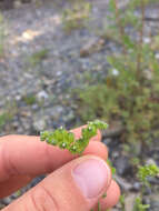 Plancia ëd Cryptantha pterocarya (Torr.) Greene