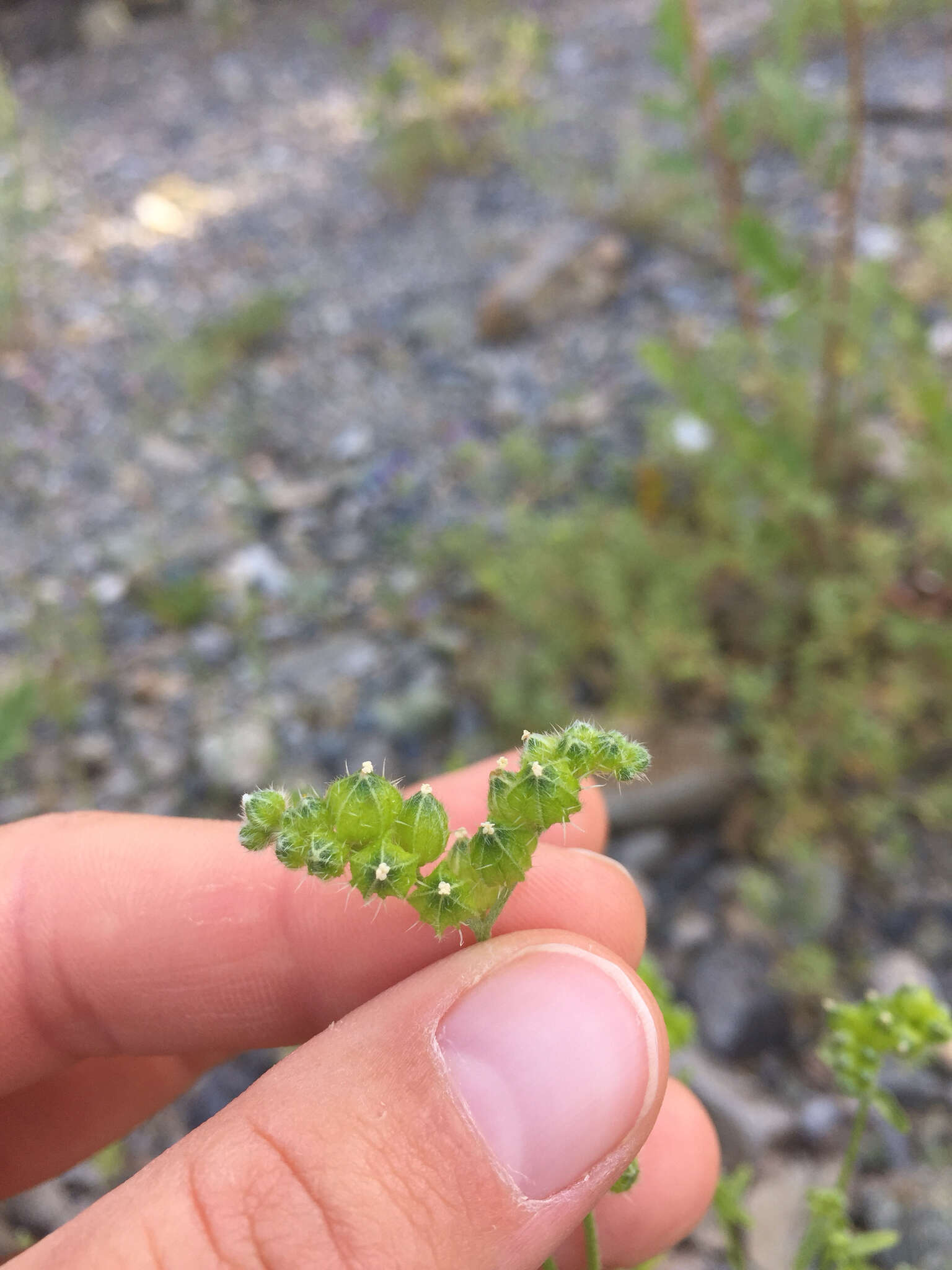 Plancia ëd Cryptantha pterocarya (Torr.) Greene