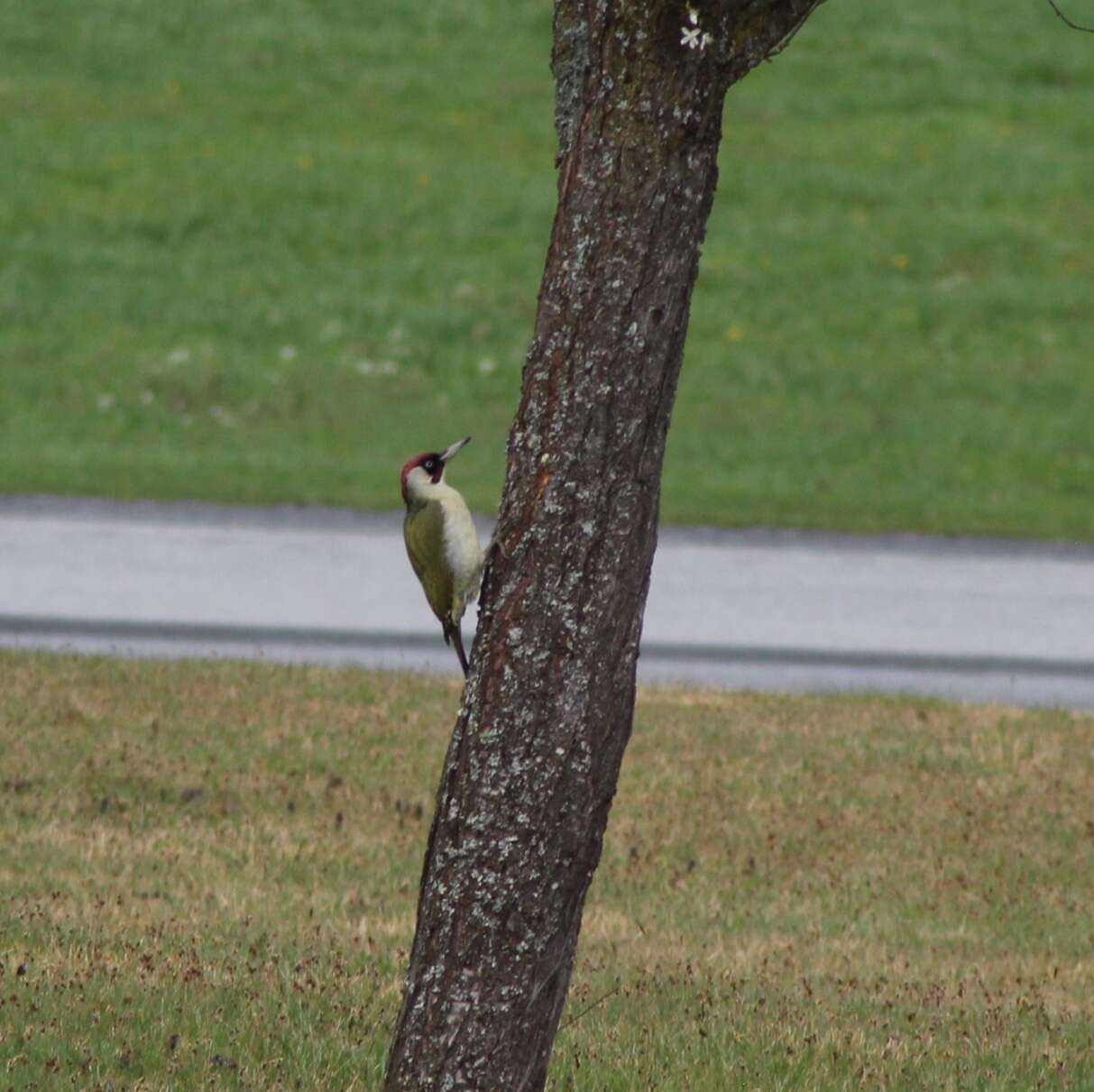 Image of Picus viridis viridis Linnaeus 1758