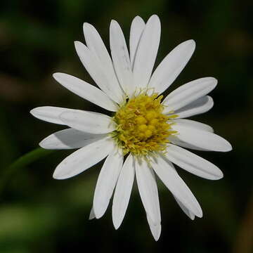 Image of Brachyscome graminea (Labill.) F. Müll.