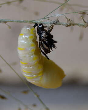 Image of <i>Danaus chrysippus orientis</i>