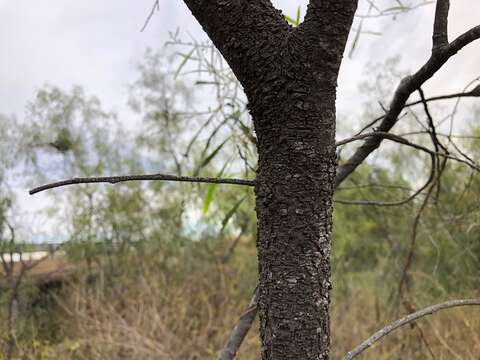 Image de Acacia salicina Lindl.