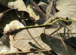 Image of Gomphurus hybridus (Williamson 1902)