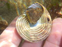 Image of Channeled Top Snail
