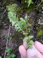 Imagem de Polystichum lachenense (Hook.) Bedd.