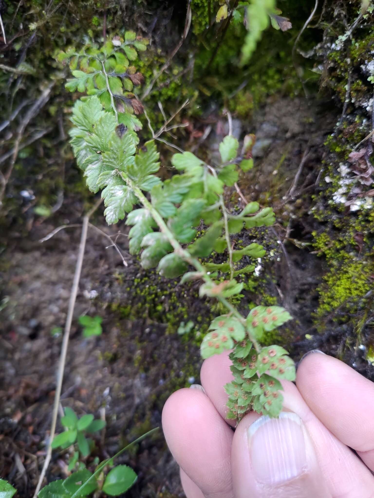 Imagem de Polystichum lachenense (Hook.) Bedd.