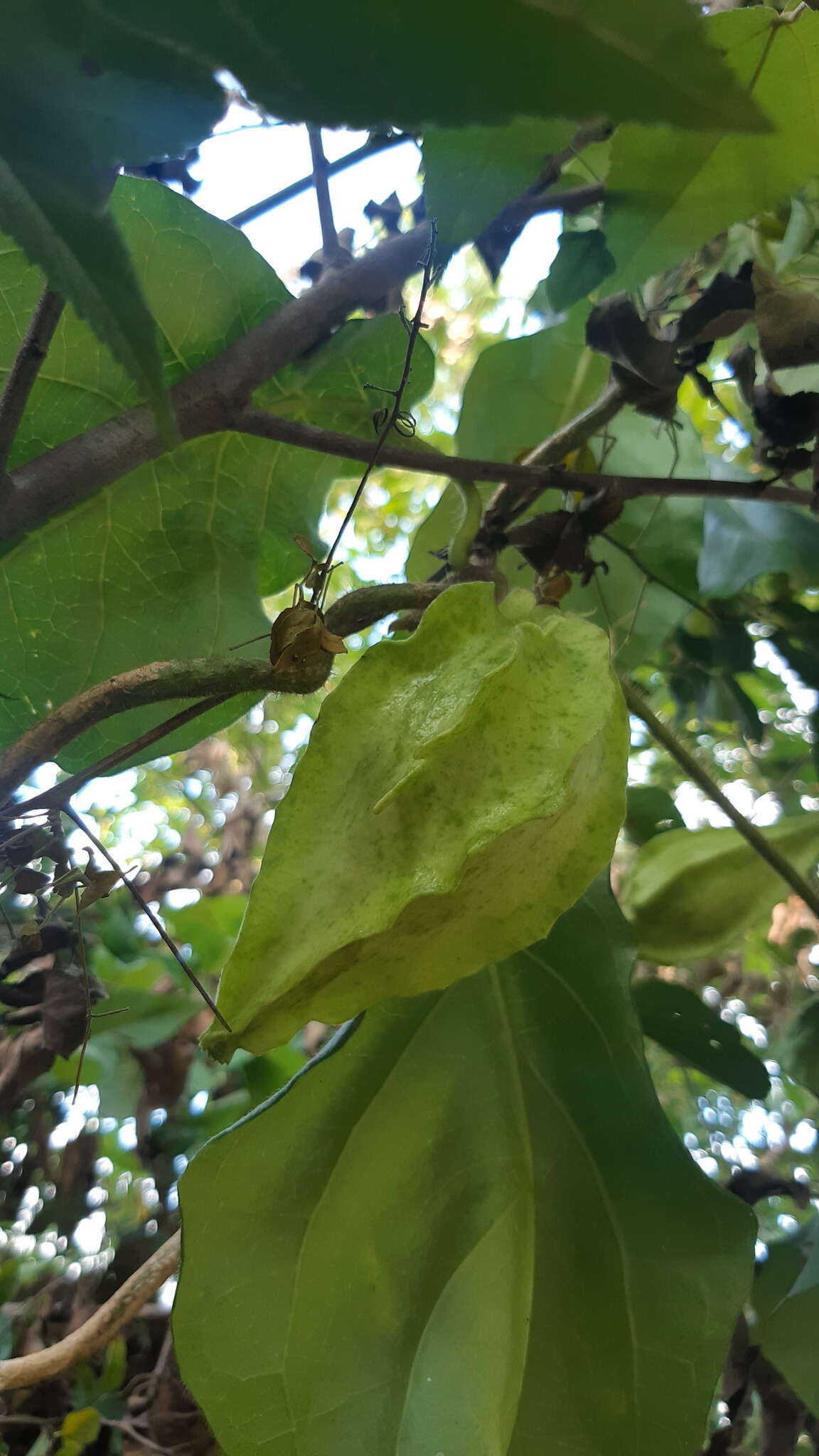 Macroscepis sinalobolana L. O. Alvarado, Pío-León & M. G. Chávez resmi