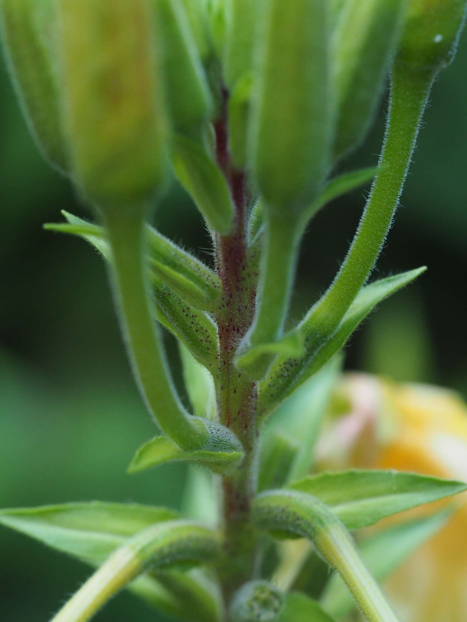 Image of redsepal evening primrose