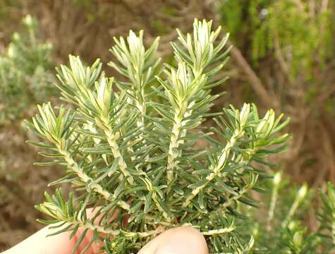 Image of Ozothamnus cinerea (Labill.) A. A. Anderberg