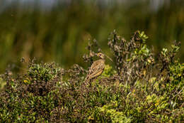 Plancia ëd Macronyx capensis capensis (Linnaeus 1766)