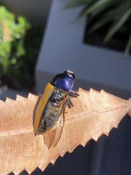 Image of Temognatha suturalis (Donovan 1805)