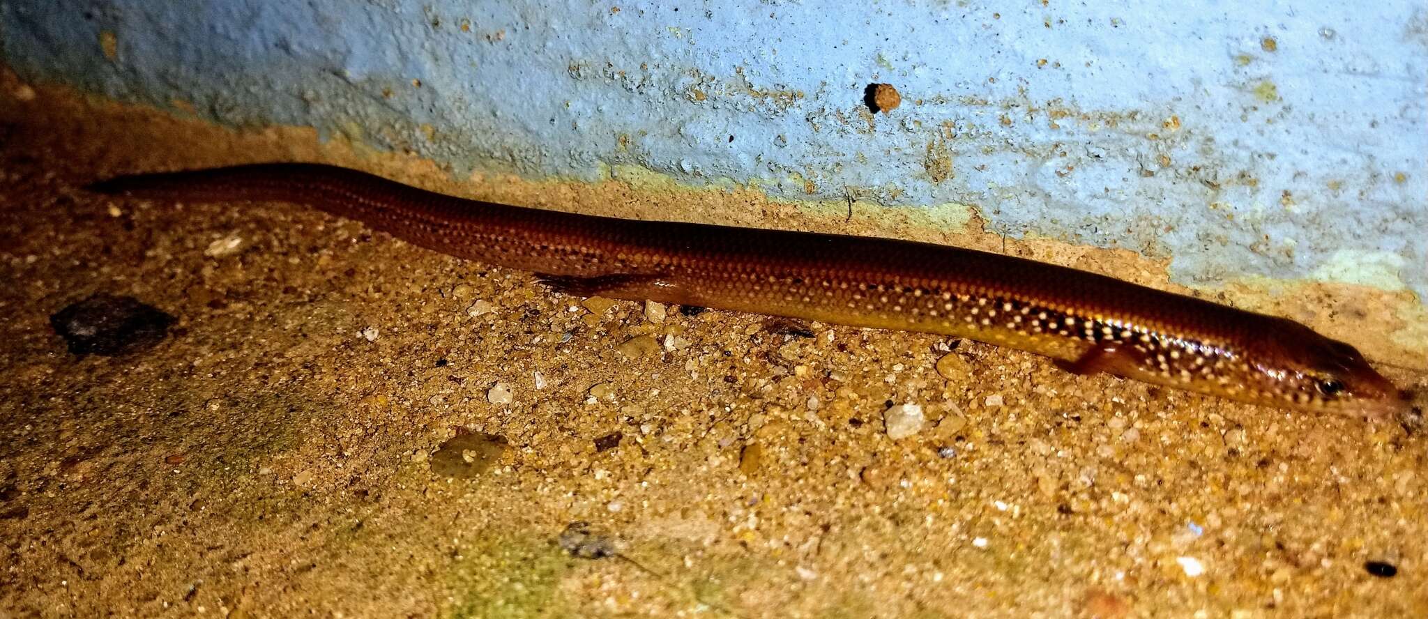 Image of White-spotted Supple Skink