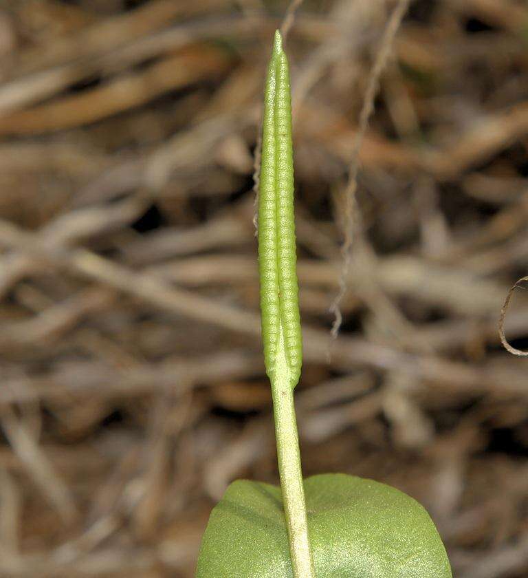 Image of <i>Ophioglossum <i>polyphyllum</i></i> var. polyphyllum