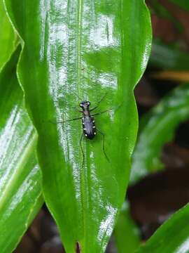 Image of Cylindera (Ifasina) decolorata (W. Horn 1907)