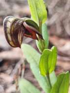 Image of Pterostylis arbuscula