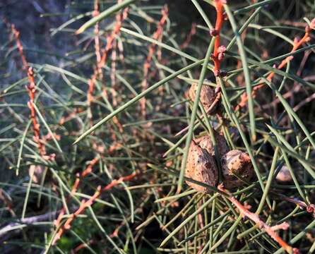 Image of Hakea mitchellii Meissn.