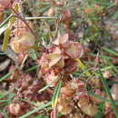 Image of Lasiopetalum joyceae Blakely