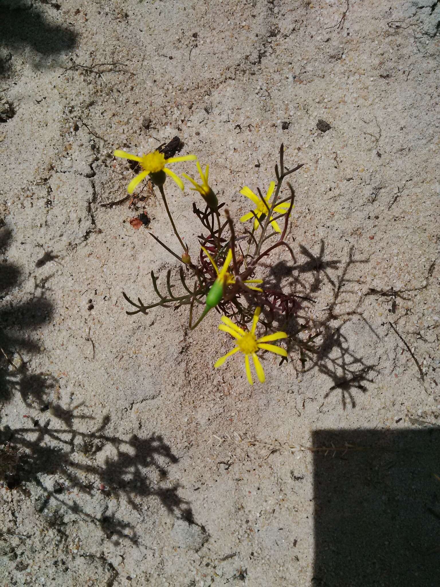 Image of Steirodiscus tagetes (L.) Schltr.