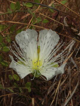 Image of Capparis grandiflora Hook. fil. & Thomson