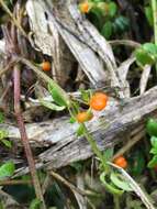 Image of Galium hypocarpium (L.) Endl. ex Griseb.