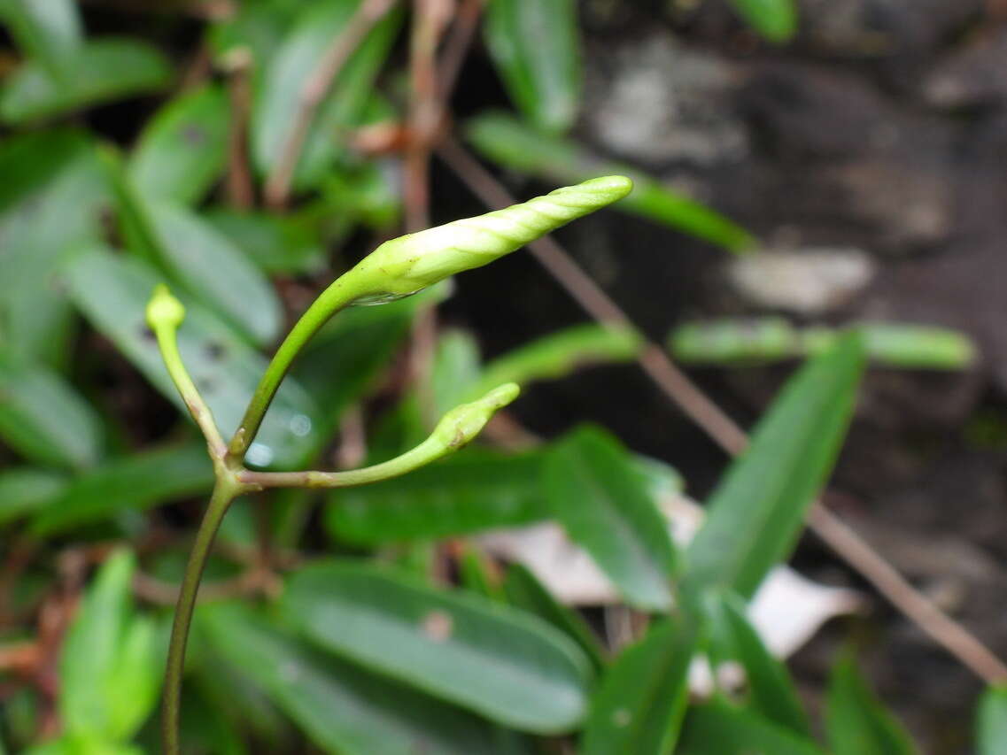 Image of Cryptolepis sinensis (Lour.) Merr.