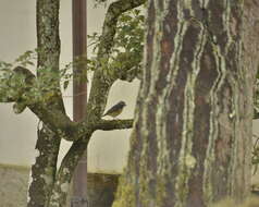 Image of Orange-flanked Bush-Robin