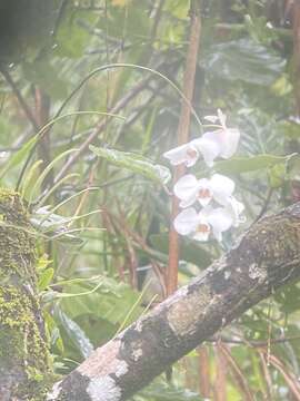 Image of Phalaenopsis aphrodite Rchb. fil.