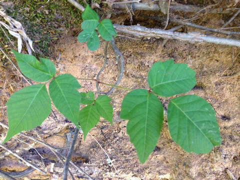 Image of eastern poison ivy